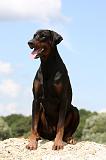 DOBERMANN 1194